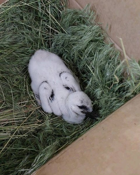 канал про лелек, лелека Грицько, Грицик та Одарка, Одарка і Грицик, в заповіднику встановили камеру, заповідник, пташиний заповідник, рятування птахів, рятування лелек, рятування пташенят, лелеченя катруся