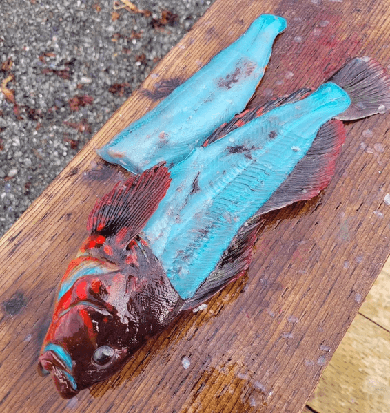 Рыбное филе голубого цвета, рыба, рыбак, необычный улов, филе голубого цвета, красная терпуга, опытный рыбак, рыба в приготовленном виде