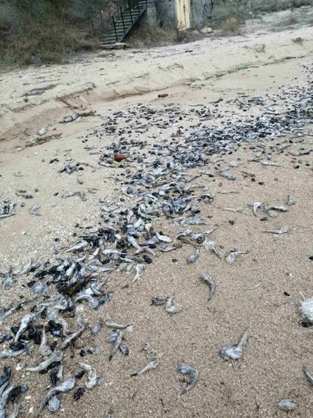 Бердянськ, бичок