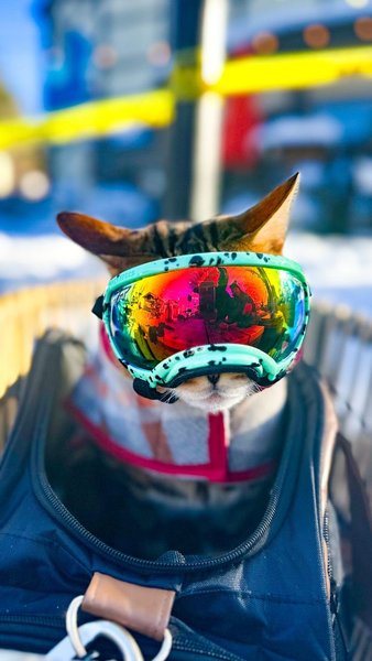 Кіт став зіркою власного телешоу, кіт Маверік, кіт, тварина, курйози, кіт-серфінгіст, кіт ходить по ресторанах, зірка соцмереж