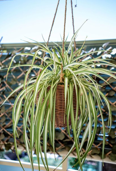 растения которые борются с плесенью