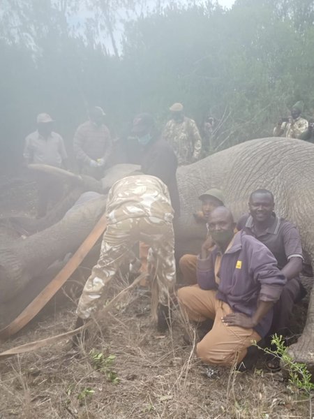 заповедник, пожар, кения, британские военные, погибший слон, слон, Лоллдайга