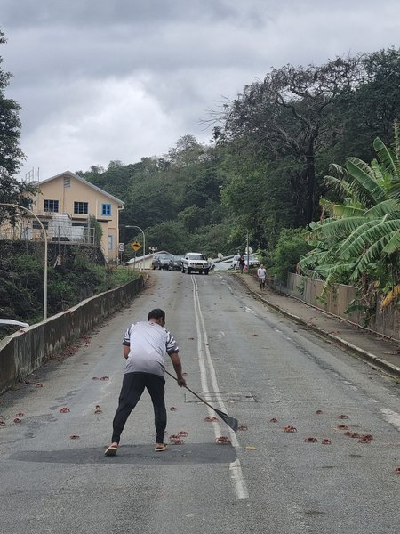 острів різдва, міграція крабів, австралія