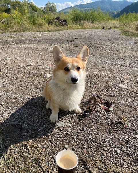 корги, собака