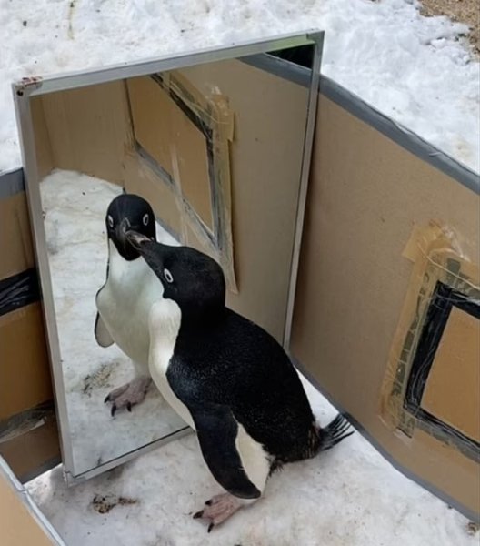 zrcadlo tučňáka