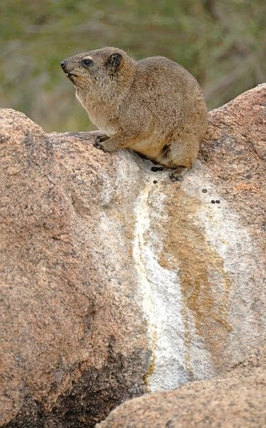 следы дамана