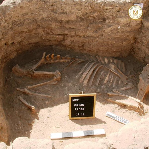 скелет, раскопки, древнеегипетский город