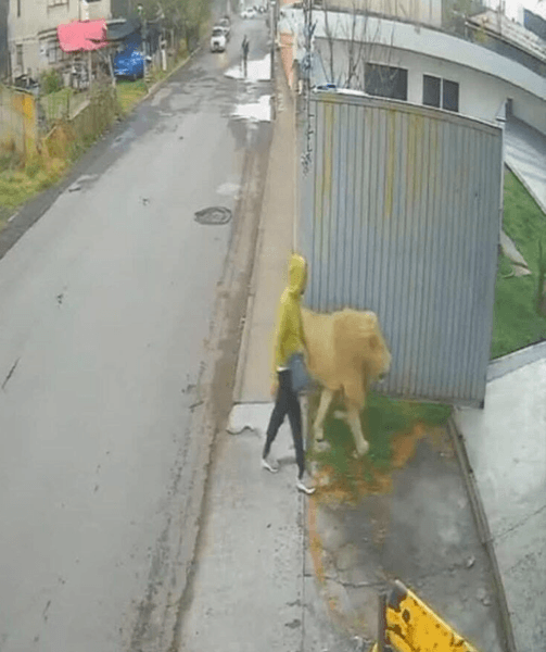 Лев блукав вулицями міста, паніка в місті, лев утік із притулку, лев блукає вулицею, небезпечна тварина, Джуманджі, величезний лев, помітили лева