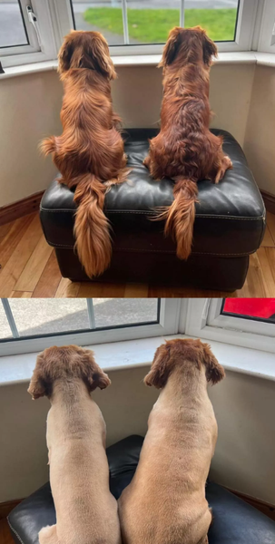 Собачьи стрижки, скандал с парикмахером в салоне, курьезы, домашние любимцы, внешний вид собак, грумеры