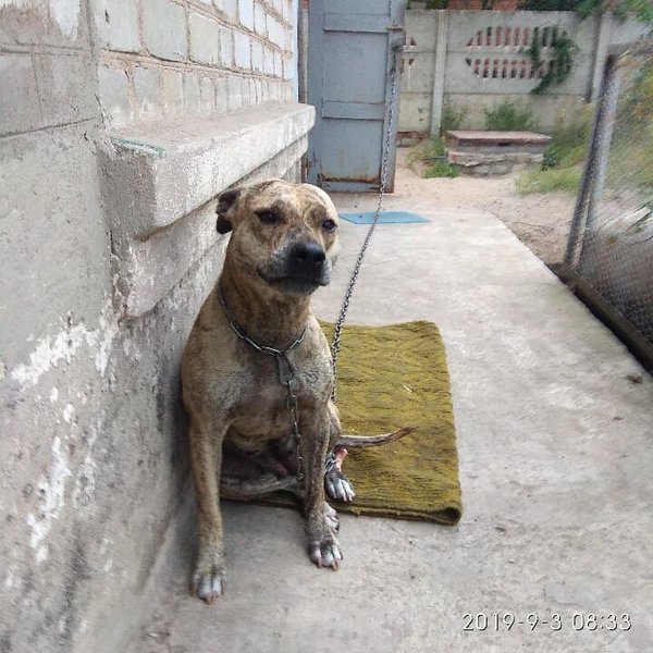 продажа собак, аукцион минюста