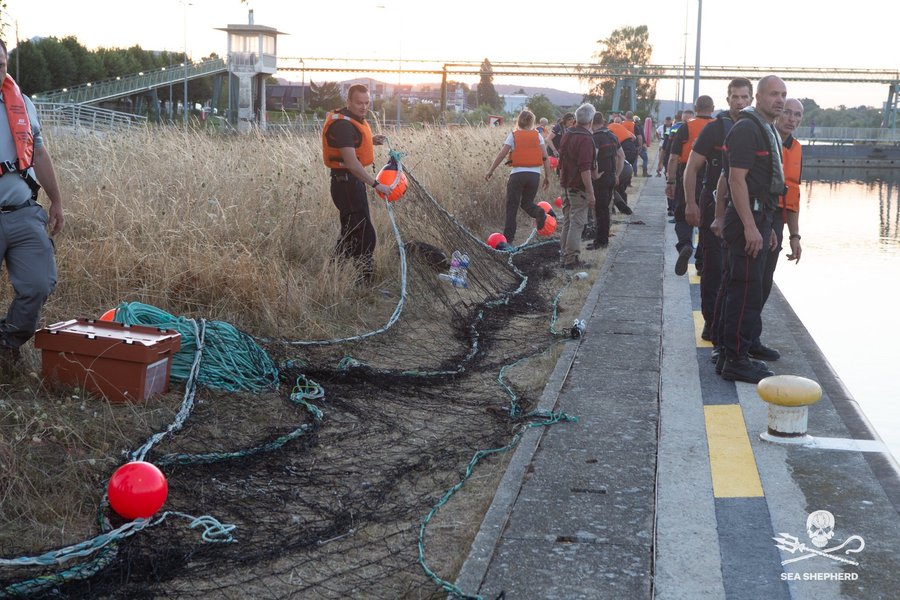 кита белуха, кита белуха франция, Операция по спасению кита белухи во Франции.