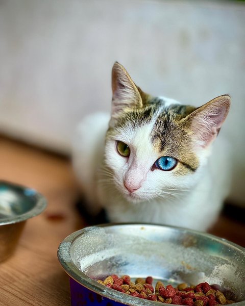 гетерохромия кот разные глаза