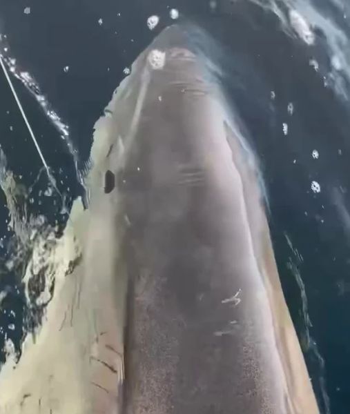 Самую большую в мире белую акулу поймали у берегов американской Флориды, что об этом известно
