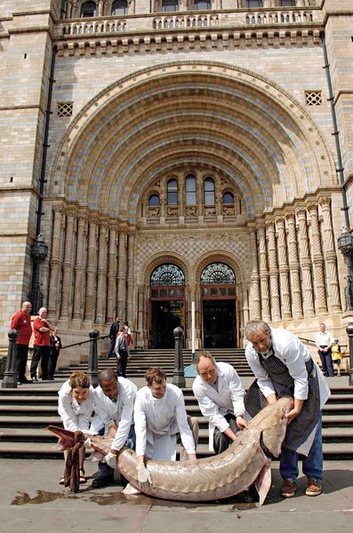 осетр, осетровые, осетровая икра, черная икра