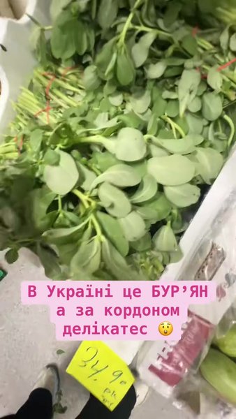 Портулак в Норвегии