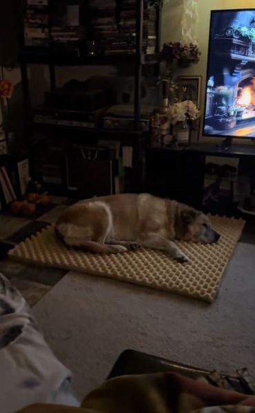 Женщина не закрыла дверь в дом, к ней в помещение зашел незваный гость, домашние любимцы, собаки, псы