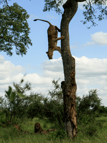 Лъвица на дървото Лъвица на дърво, лъвица, лъвове, лъв, изкачи се на върха на дървото, предизвика гравитацията, сезон на чифтосване, мъжки,