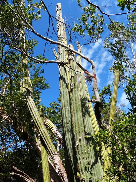 ки-ларго кактус