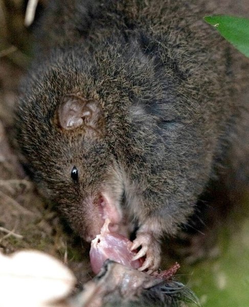 антехинус животное