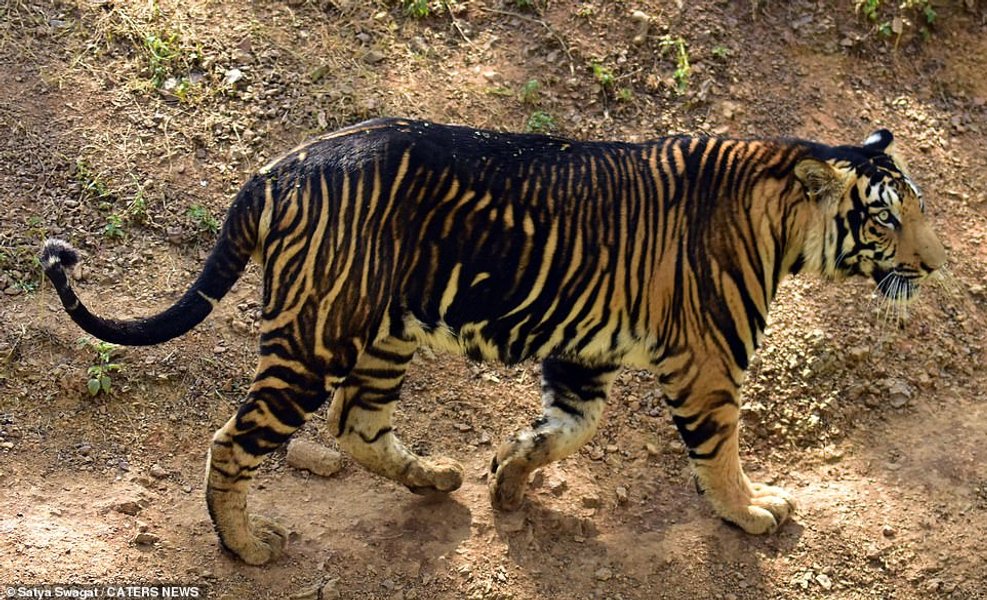 рідкісний тигр