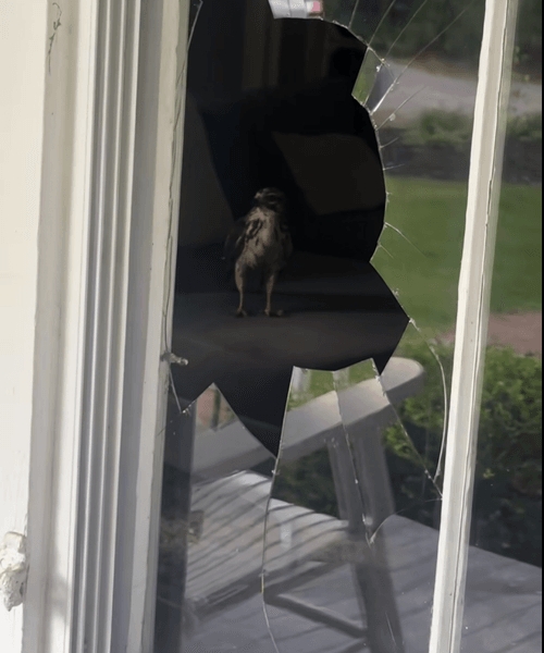 Хищная птица стоит в комнате за разбитым оконным стеклом, попав внутрь жилого дома