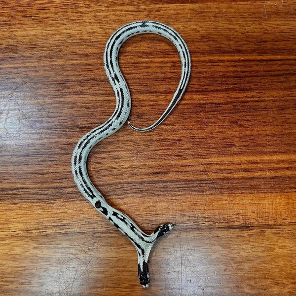 двухголовая змея