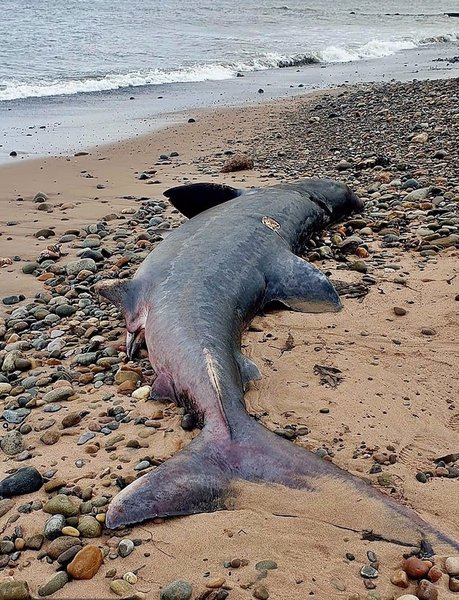 гігантська акула пляж