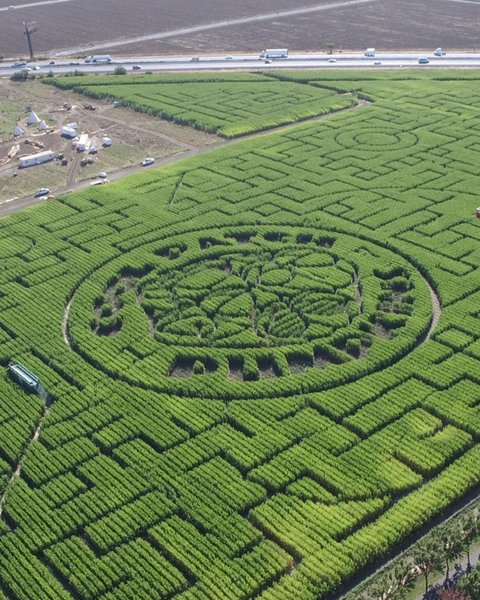 лабиринт, кукуруза, диксон, калифорния