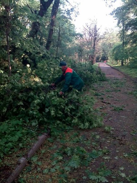 деревья киев, деревья, дерево, липа Петра Могилы, Петр Могила