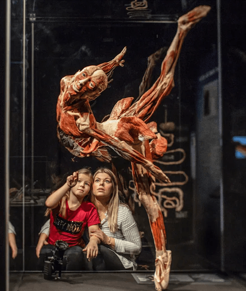 Body Worlds, виставка Body Worlds, виставка трупів
