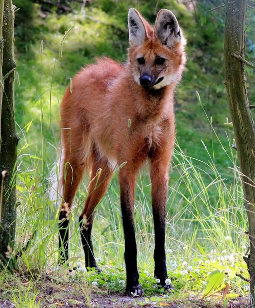 гривистий вовк, дивовижні тварини, незвичайні тварини, рідкісні тварини