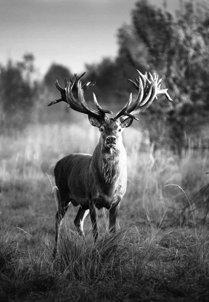 олень руні рекордсмен