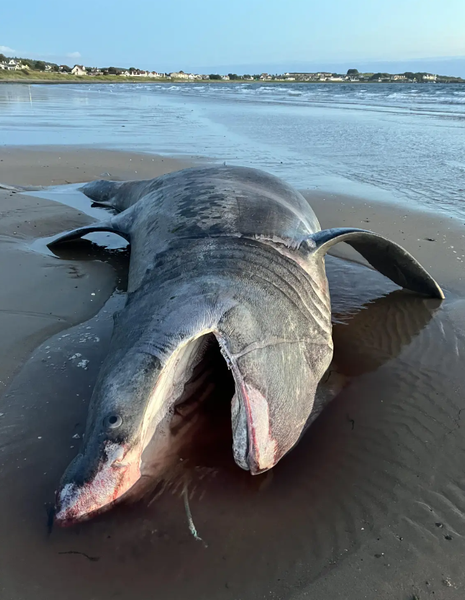 Огромную семиметровую акулу выбросило на пляж в Великобритании, подводный монстр, морское существо, курьезы