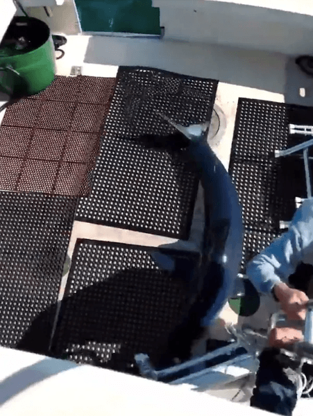 акула-мако запрыглуна на борт лодки, акула-мако США,