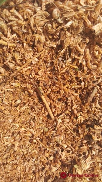 Трупи креветок на березі