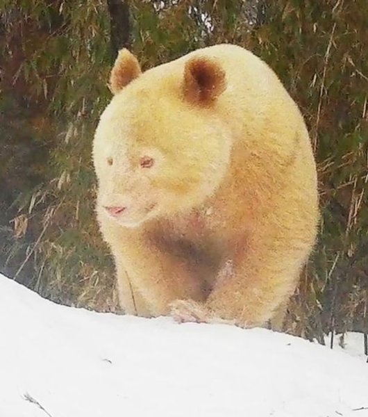 Панда-альбинос, панда, животное, заповедник, дикая природа, природа, зверь,