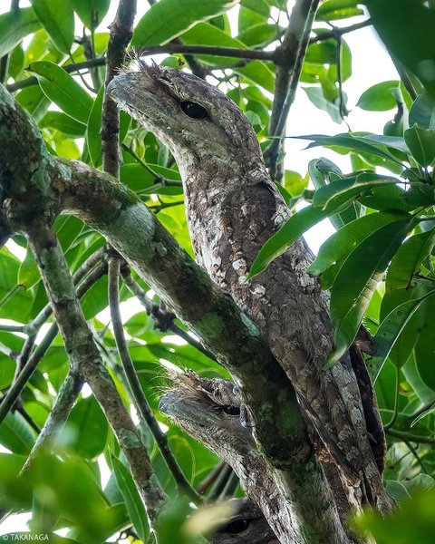 Козодой, найпопулярніша птах в Instagram, птах