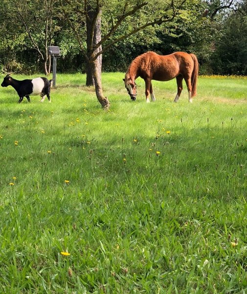 лошадь, пастбище