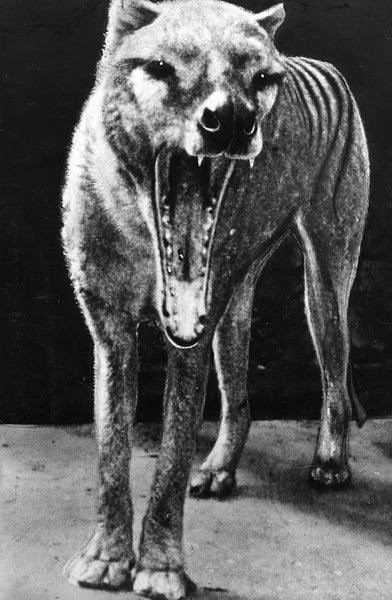 Тасманийский волк