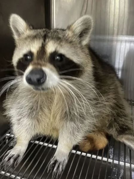 Чоловік знайшов в ящику для взуття живого єнота, як він там опинився, цікаві історії, курйози, смішні випадки