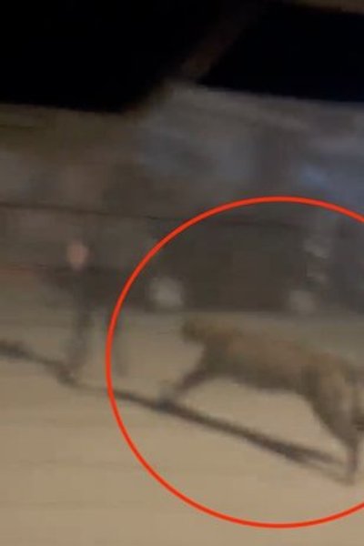 Напад леопарду на людину