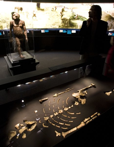 окаменелость, австралопитек, исследования, мышцы, жир, кости, анализ, прямохождение, предок человека, археология, мускулатура