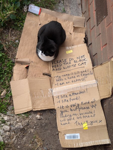 Кошка с запиской возле супермаркета рассмешила горожан, что написано на табличке, домашние любимцы, интересные истории