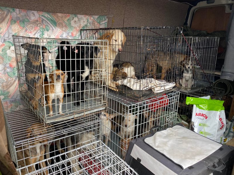 британский ветеран, ветеран том, спасение животных, иностранные добровольцы, иностранный легион, приюты для животных