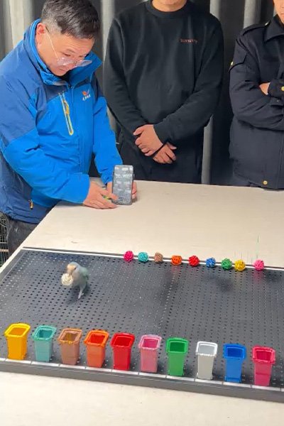 папуга папуга рекорд