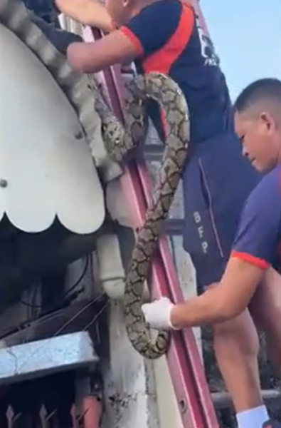 Змея, животное, хищник, питон на столбе, Филиппины, курьезы, странные истории, фото