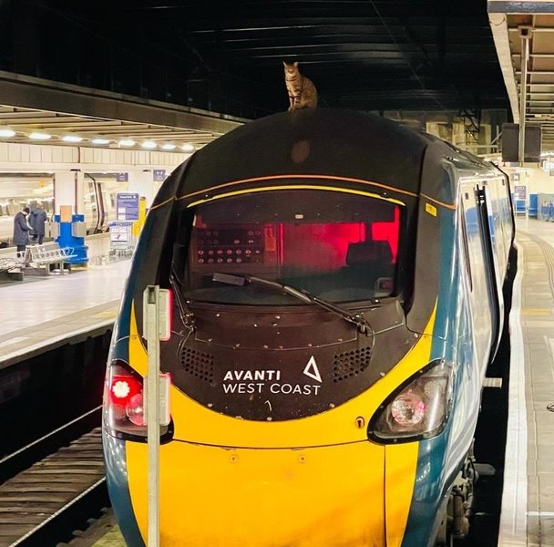 кот, поезд, Лондон, ЧП