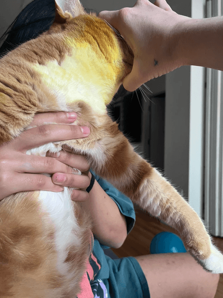 Кошки за ночь изменили цвет из-за новых цветов в доме