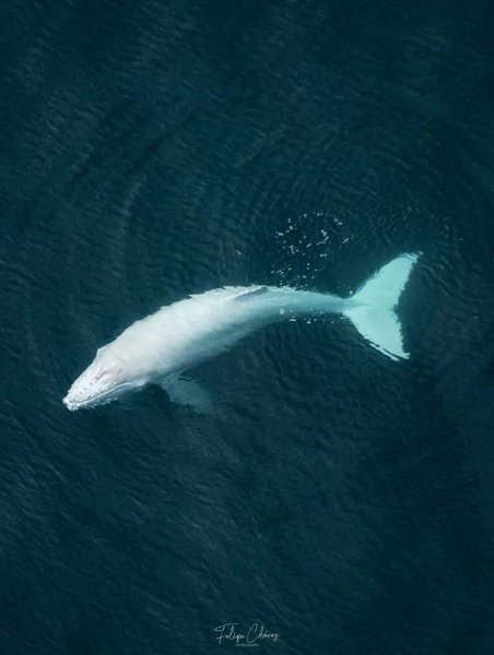 Білий кит біля берега Коста-Ріки. Дитинча горбатого кита-альбіноса. білий кит фото,