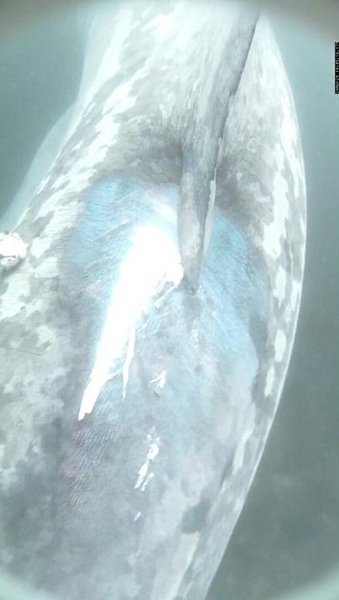 гигантская акула повреждение